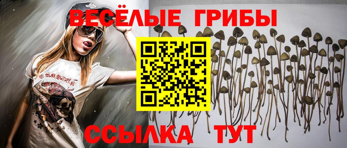 Псилоцибиновые грибы Psilocybe Муравленко